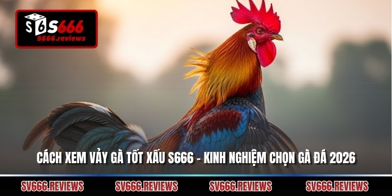 Cách Xem Vảy Gà Tốt Xấu S666 – Kinh Nghiệm Chọn Gà Đá 2026