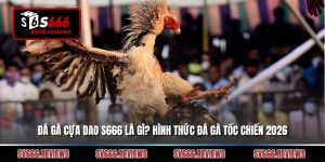 Đá Gà Cựa Dao S666 Là Gì? Hình Thức Đá Gà Tốc Chiến 2026