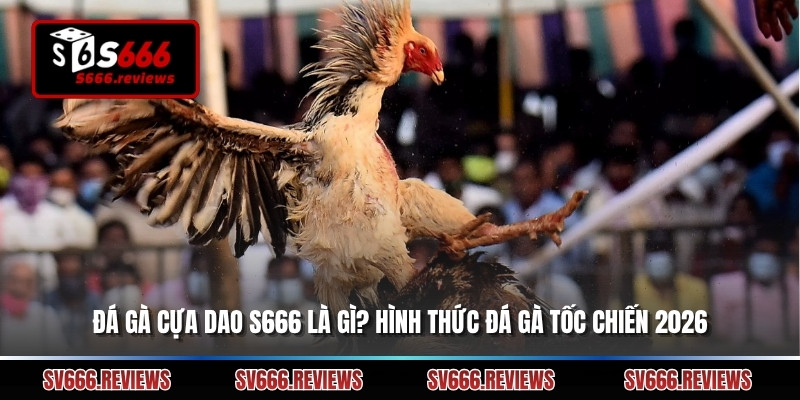 Đá Gà Cựa Dao S666 Là Gì? Hình Thức Đá Gà Tốc Chiến 2026