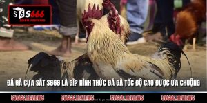 Đá Gà Cựa Sắt S666 Là Gì? Hình Thức Đá Gà Tốc Độ Cao Được Ưa Chuộng