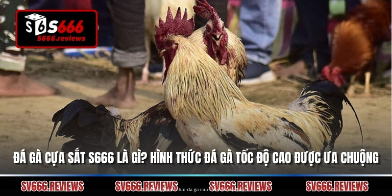 Đá Gà Cựa Sắt S666 Là Gì? Hình Thức Đá Gà Tốc Độ Cao Được Ưa Chuộng