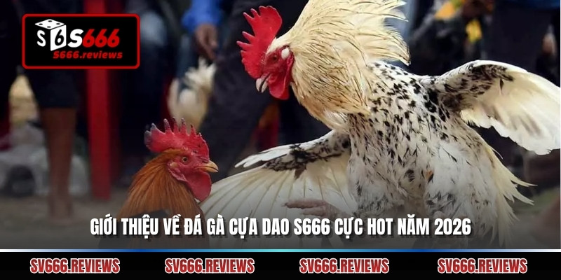 Giới thiệu về đá gà cựa dao s666 cực hot năm 2026