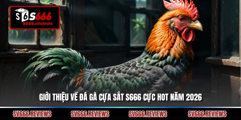Giới thiệu về đá gà cựa sắt s666 cực hot năm 2026
