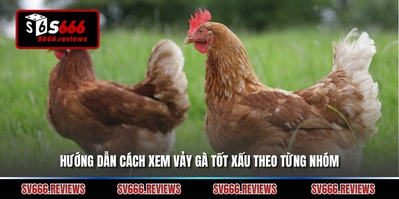 Hướng dẫn cách xem vảy gà tốt xấu theo từng nhóm