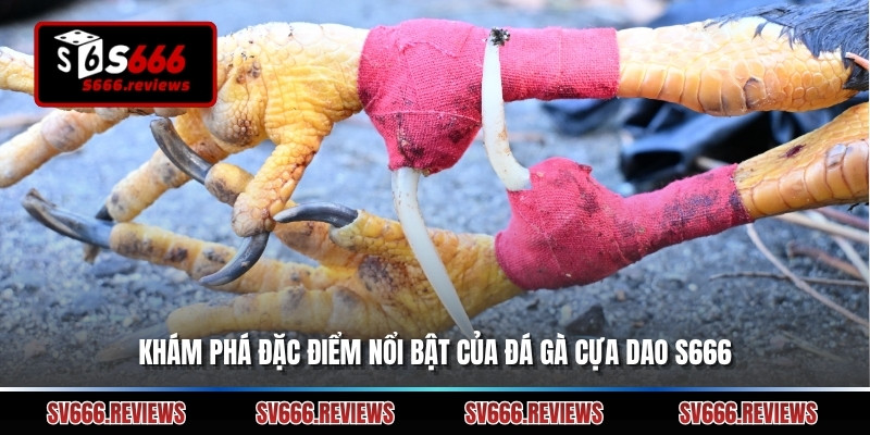 Khám phá đặc điểm nổi bật của đá gà cựa dao s666