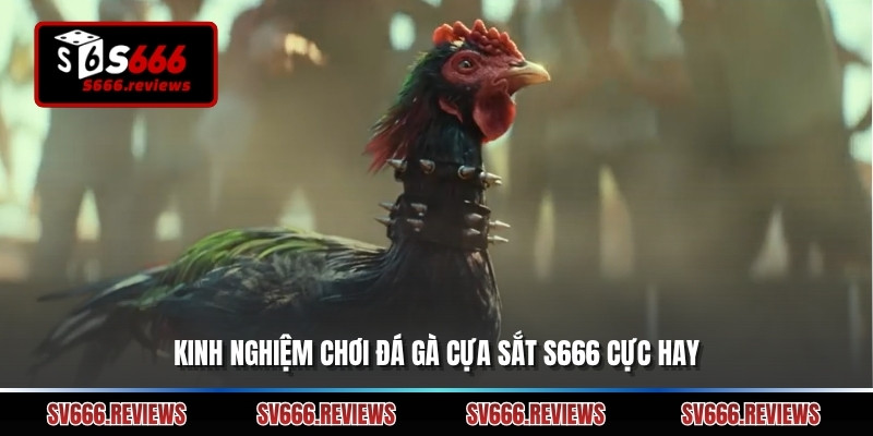 Kinh nghiệm chơi đá gà cựa sắt s666 cực hay