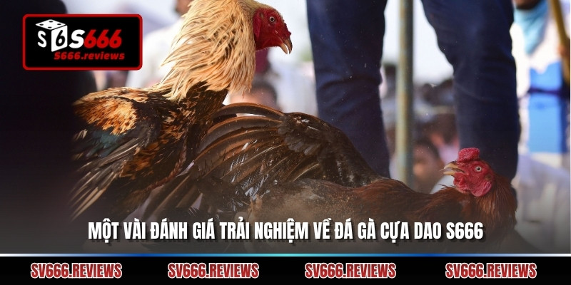 Một vài đánh giá trải nghiệm về đá gà cựa dao s666