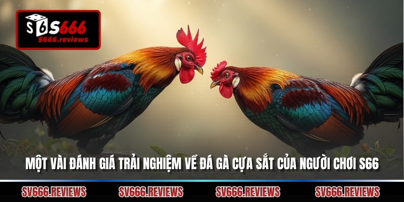 Một vài đánh giá trải nghiệm về đá gà cựa sắt của người chơi s666