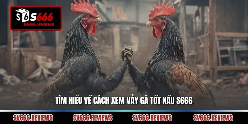 Tìm hiểu về cách xem vảy gà tốt xấu s666